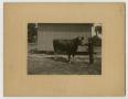 Photograph: [Photograph of Henry Clay, Jr. with a Cow]