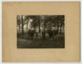 Photograph: [Photograph of Henry Clay, Jr. and J. A., Jr. with Two Cows]