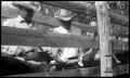 Thumbnail image of item number 1 in: '[Lanham Martin and Oscar Thomas with Calves in a Chute]'.