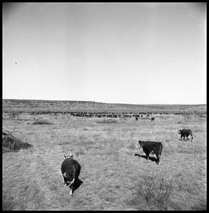 Primary view of object titled '[Herd of Cattle]'.