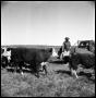 Photograph: [Cowboy on Truck near Cattle]