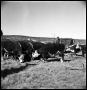 Primary view of [Cattle at Truck]
