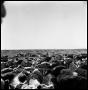 Primary view of [Herd of Cattle]