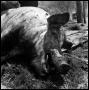 Photograph: [Dead and Partially Scraped Hog]