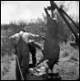 Photograph: [Two Cowboys Hosing a Gutted Hog]