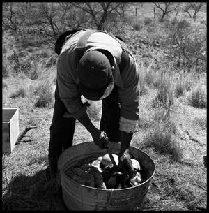 Primary view of object titled '[Richard King Putting Hog Entrails in a Steel Tub]'.