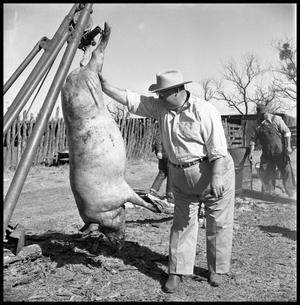 Primary view of object titled '[Mule Stover, Watt Matthews, and Richard King with a Hanging Hog]'.