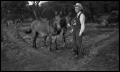 Photograph: [George Newcomb with a Team of Mules]