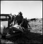 Photograph: [Jack Newcomb Dumping Feed from a Sack]