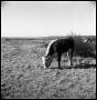 Photograph: [Cow in Pasture]
