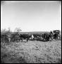 Photograph: [Jack Newcomb Feeding Cattle from a Truck]