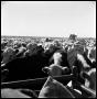 Photograph: [Cattle Crowding around the Back of a Pickup Truck]