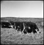 Photograph: [Cattle Grazing]
