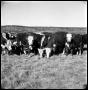Photograph: [Herd of Cattle]