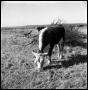 Photograph: [Cattle Grazing in Pasture]