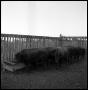 Photograph: [Buffalo Calves at Feed Trough]