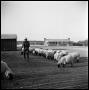 Photograph: [Sheep Being Fed]