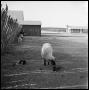 Photograph: [Ewe with Lambs on Ranch Lot]