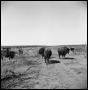 Photograph: [Bison, Cattle, and People on Ranch Land]