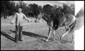 Photograph: [Boy with a Roped and Saddled Mule]