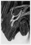 Thumbnail image of item number 1 in: '[Photograph of Dr. Pound's Saddle Bag and Spurs]'.