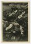 Photograph: [Photograph of a Bed of Flowers in a Memorial Site]