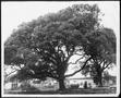 Photograph: [Photograph of the Nancy Jones oak tree in the George Ranch house yar…