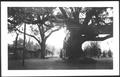 Photograph: [Photograph of the George Ranch house yard focuses on the Nancy Jones…