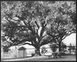 Photograph: [Photograph of the Nancy Jones oak tree in the George Ranch yard]