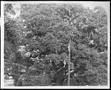 Photograph: [Photograph of the Nancy Jones oak tree]