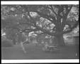 Photograph: [Photograph of the George Ranch yard with the Nancy Jones oak tree]