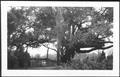 Photograph: [Photograph of the Nancy Jones oak tree]