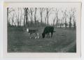 Photograph: [Photograph of Cows Grazing on the Back Farm]