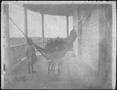 Photograph: [Photograph of three little girls on the front porch of the J.H.P. Da…