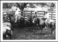 Photograph: [Photograph of three cowboys on horseback in a stock pen with cattle]