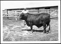 Photograph: [Photograph of a Santa Gertrudis cow with Hilmar Moore]