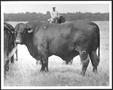 Photograph: [Photograph of a bull with a "0" branded on his back left leg]
