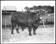 Photograph: [Photograph of a Santa Gertrudis bull taken in a pasture on the Georg…