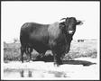 Photograph: [Photograph of a Santa Gertrudis bull - full side view]
