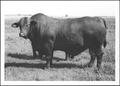Photograph: [Photograph of a Santa Gertrudis bull in a pasture on the George Ranc…