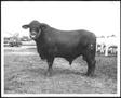 Photograph: [Photograph of a Santa Gertrudis sale bull - full side view]