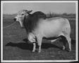 Photograph: [Photograph of a Brahman bull with brand "193"]