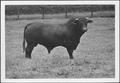 Photograph: [Photograph of bull in a pasture on the George Ranch]
