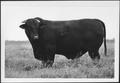 Photograph: [Photograph of a bull with a "62" branded near top left hip]
