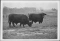 Photograph: [Photograph of two bulls in a pasture on the George Ranch]