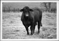 Photograph: [Photograph of a bull in a pasture on the George Ranch - frontal side…