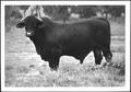 Photograph: [Photograph of a bull in a pasture on the George Ranch - side view]