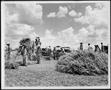 Photograph: [Photograph of German Prisoners of War working in the hay field]