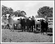 Primary view of [Photograph of three black calves in a stock pen with six white Brahman cows]