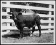 Photograph: [Photograph of a "Prize cross breed at George Ranch - 1960"]